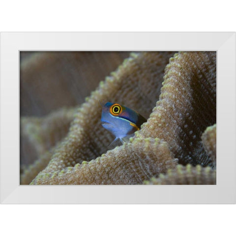 Blenny fish inside coral reef, Indonesia White Modern Wood Framed Art Print by Shimlock, Jones