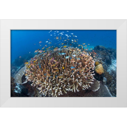 Indonesia Diverse, coral reef marine ecosystem White Modern Wood Framed Art Print by Shimlock, Jones
