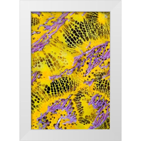 Colorful sponge, Raja Ampat, Indonesia White Modern Wood Framed Art Print by Shimlock, Jones