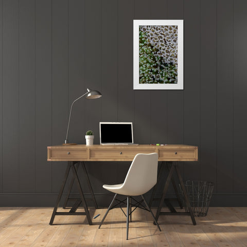 Hard corals on reef, Ayau Island, Indonesia White Modern Wood Framed Art Print by Shimlock, Jones
