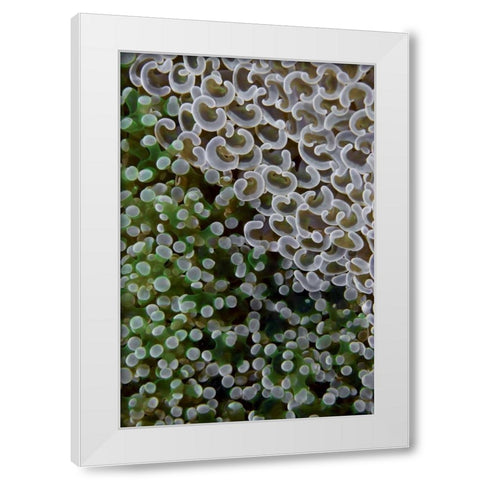 Hard corals on reef, Ayau Island, Indonesia White Modern Wood Framed Art Print by Shimlock, Jones