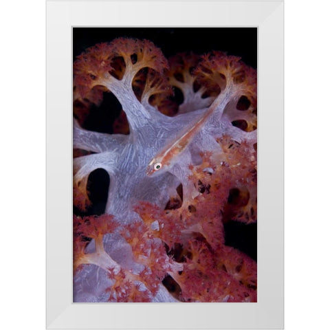Indonesia Goby fish by pink soft coral White Modern Wood Framed Art Print by Shimlock, Jones