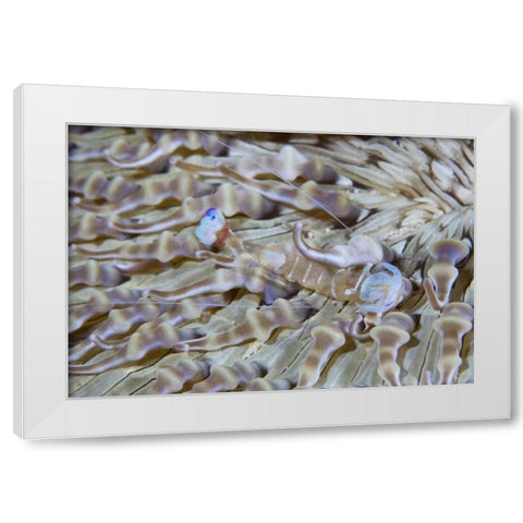 Indonesia This commensal shrimp among anemones White Modern Wood Framed Art Print by Shimlock, Jones