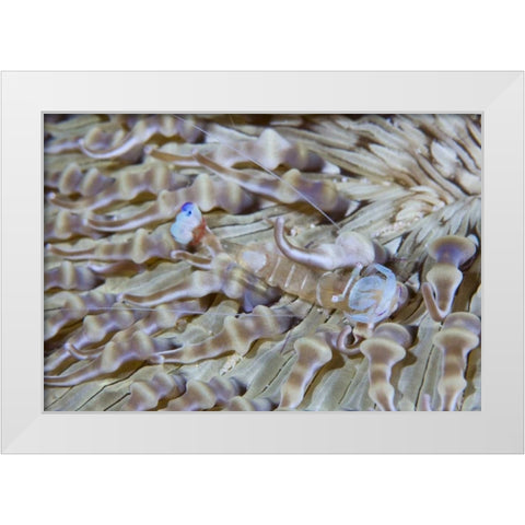Indonesia This commensal shrimp among anemones White Modern Wood Framed Art Print by Shimlock, Jones