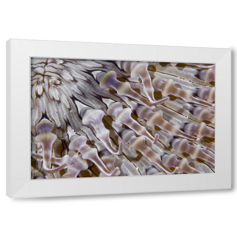 Ringed anemone, Raja Ampat, Indonesia White Modern Wood Framed Art Print by Shimlock, Jones
