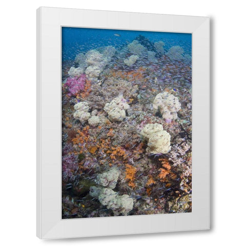 Indonesia Schooling fish swim past diverse reef White Modern Wood Framed Art Print by Shimlock, Jones