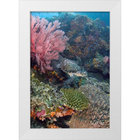 Hawksbill turtle swimming over reef, Indonesia White Modern Wood Framed Art Print by Shimlock, Jones