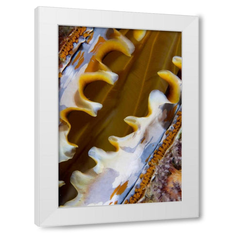 Oyster shell, Raja Ampat, Indonesia White Modern Wood Framed Art Print by Shimlock, Jones