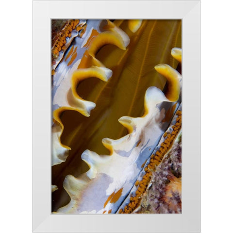 Oyster shell, Raja Ampat, Indonesia White Modern Wood Framed Art Print by Shimlock, Jones