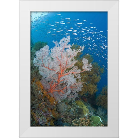 Fish and coral reef, Raja Ampat, Indonesia White Modern Wood Framed Art Print by Shimlock, Jones