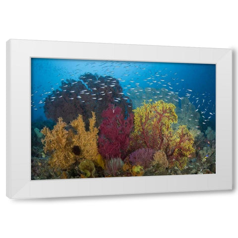 Indonesia Coral reef marine ecosystem White Modern Wood Framed Art Print by Shimlock, Jones