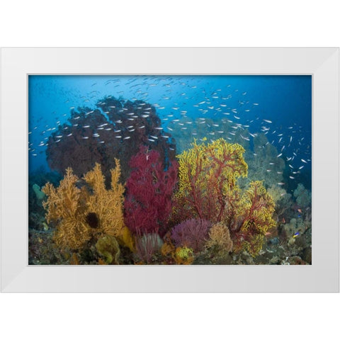 Indonesia Coral reef marine ecosystem White Modern Wood Framed Art Print by Shimlock, Jones
