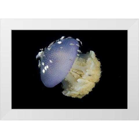 Jellyfish and juvenile trevally fish, Indonesia White Modern Wood Framed Art Print by Shimlock, Jones