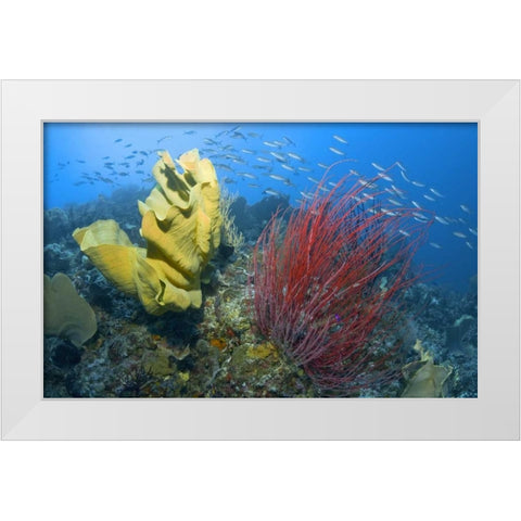 Indonesia, Raja Ampat White Modern Wood Framed Art Print by Shimlock, Jones