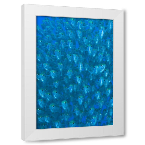 Indonesia, Raja Ampat Schooling ox-eyed scad White Modern Wood Framed Art Print by Shimlock, Jones