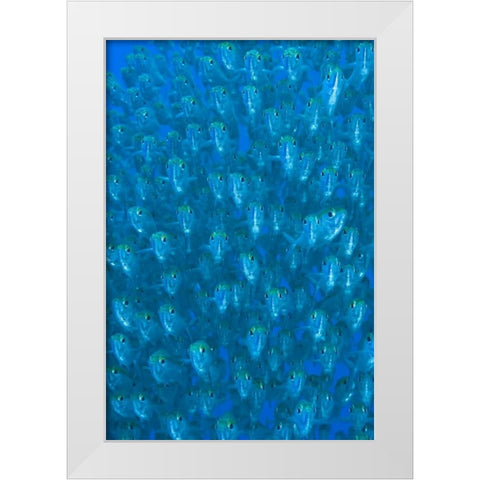 Indonesia, Raja Ampat Schooling ox-eyed scad White Modern Wood Framed Art Print by Shimlock, Jones
