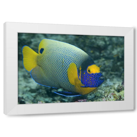 Colorful Emperor Angelfish, Raja Ampat, Indonesia White Modern Wood Framed Art Print by Shimlock, Jones