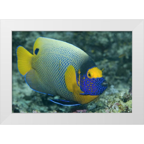 Colorful Emperor Angelfish, Raja Ampat, Indonesia White Modern Wood Framed Art Print by Shimlock, Jones