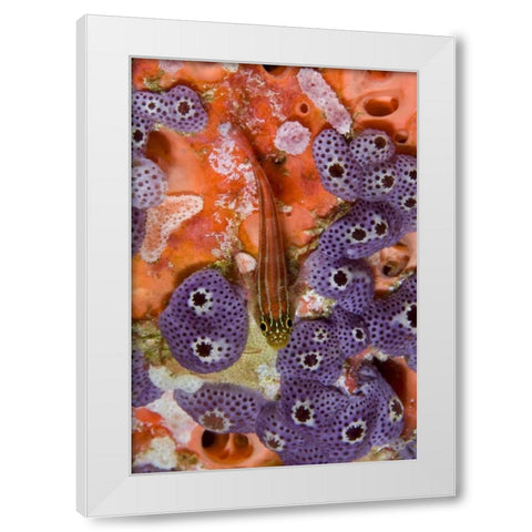 Triplefin fish swimming by sea squirt, Indonesia White Modern Wood Framed Art Print by Shimlock, Jones