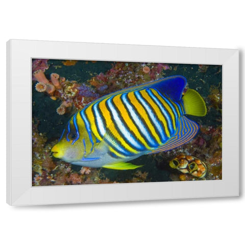 Regal angelfish, Raja Ampat, Indonesia White Modern Wood Framed Art Print by Shimlock, Jones