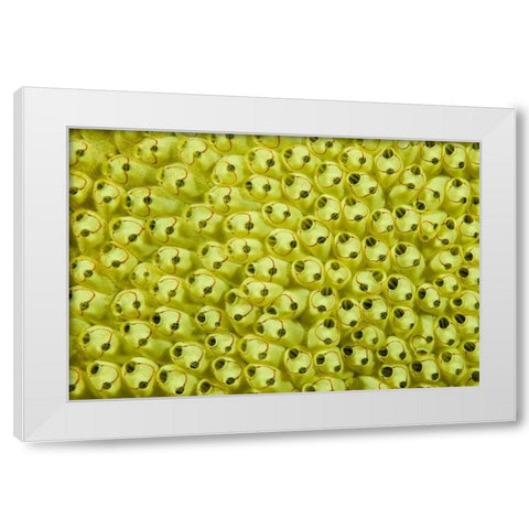 Sea squirt colony, Raja Ampat, Indonesia White Modern Wood Framed Art Print by Shimlock, Jones