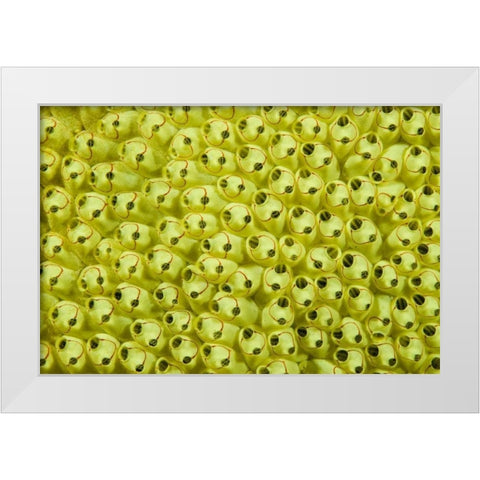 Sea squirt colony, Raja Ampat, Indonesia White Modern Wood Framed Art Print by Shimlock, Jones