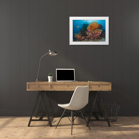 Indonesia Black snapper fish swim by coral reef White Modern Wood Framed Art Print by Shimlock, Jones