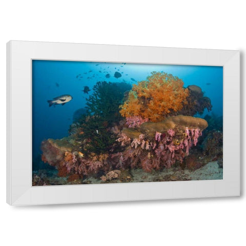 Indonesia Black snapper fish swim by coral reef White Modern Wood Framed Art Print by Shimlock, Jones