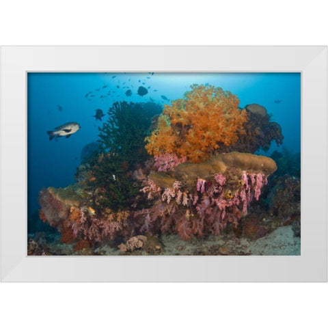 Indonesia Black snapper fish swim by coral reef White Modern Wood Framed Art Print by Shimlock, Jones