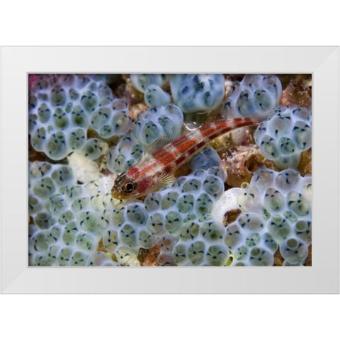 Triplefin fish swimming by sea squirt, Indonesia White Modern Wood Framed Art Print by Shimlock, Jones