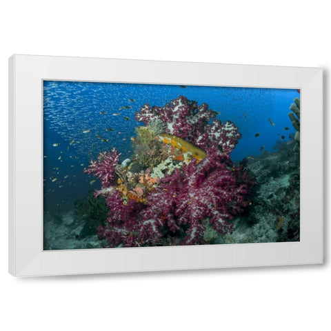 Indonesia Silverside fish swim past coral reef White Modern Wood Framed Art Print by Shimlock, Jones