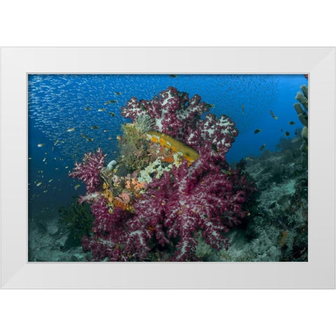 Indonesia Silverside fish swim past coral reef White Modern Wood Framed Art Print by Shimlock, Jones