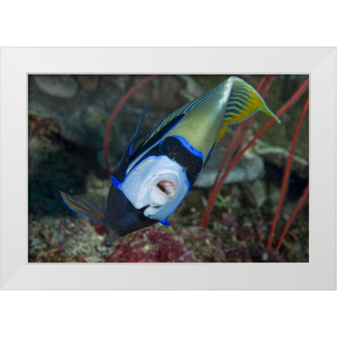 Indonesia, Raja Ampat Emperor angelfish White Modern Wood Framed Art Print by Shimlock, Jones