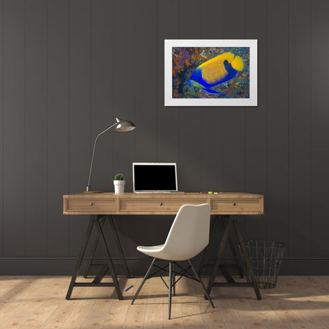 Indonesia, Raja Ampat Blue-girdled angelfish White Modern Wood Framed Art Print by Shimlock, Jones