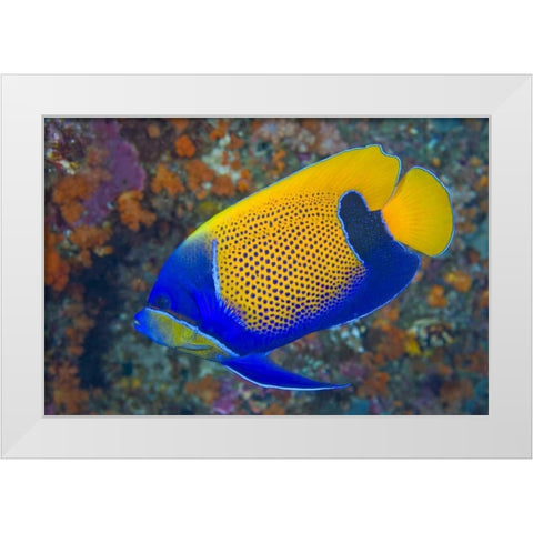 Indonesia, Raja Ampat Blue-girdled angelfish White Modern Wood Framed Art Print by Shimlock, Jones