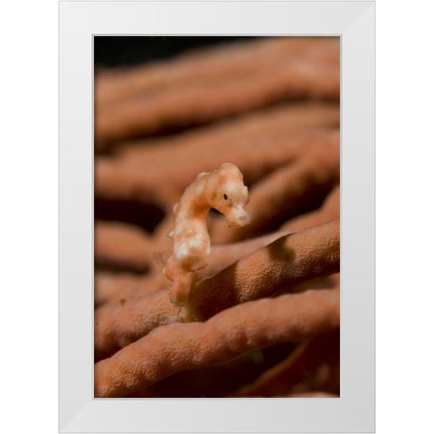Indonesia, Raja Ampat Pygmy seahorse by coral White Modern Wood Framed Art Print by Shimlock, Jones