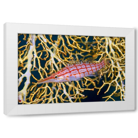 Indonesia, Raja Ampat Hawkfish amid sea fan White Modern Wood Framed Art Print by Shimlock, Jones