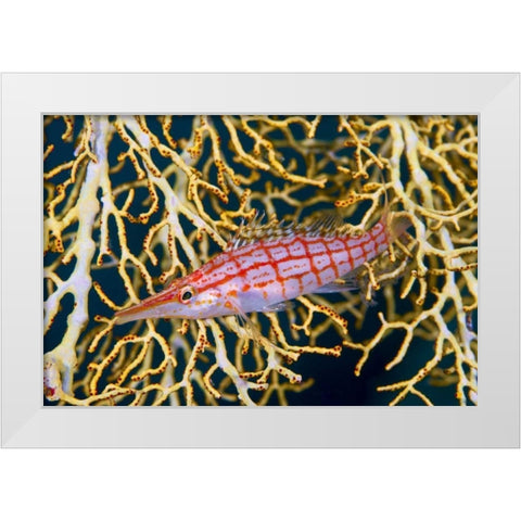 Indonesia, Raja Ampat Hawkfish amid sea fan White Modern Wood Framed Art Print by Shimlock, Jones