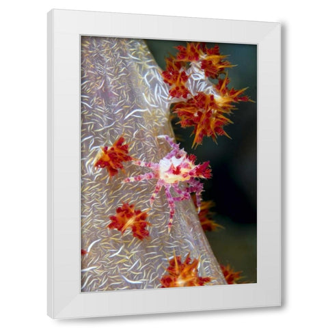 Indonesia Decorator crab blends with soft coral White Modern Wood Framed Art Print by Shimlock, Jones