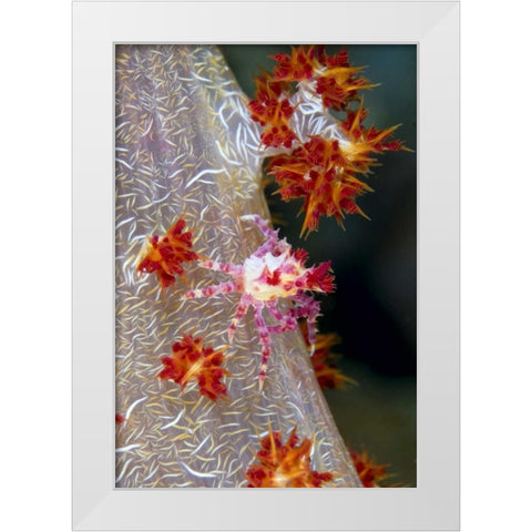 Indonesia Decorator crab blends with soft coral White Modern Wood Framed Art Print by Shimlock, Jones