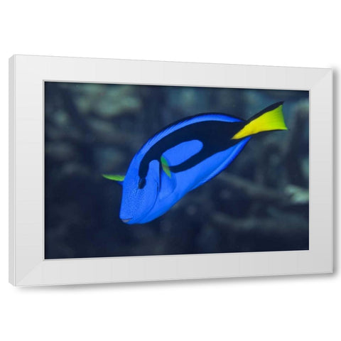 Indonesia, Raja Ampat Palette surgeonfish White Modern Wood Framed Art Print by Shimlock, Jones