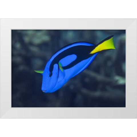 Indonesia, Raja Ampat Palette surgeonfish White Modern Wood Framed Art Print by Shimlock, Jones