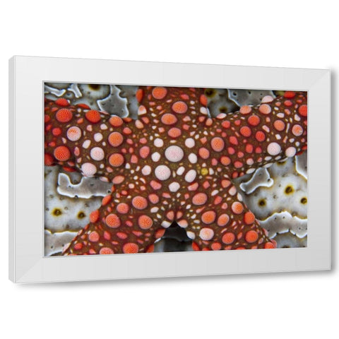 Indonesia Sea star over a sea cucumber White Modern Wood Framed Art Print by Shimlock, Jones