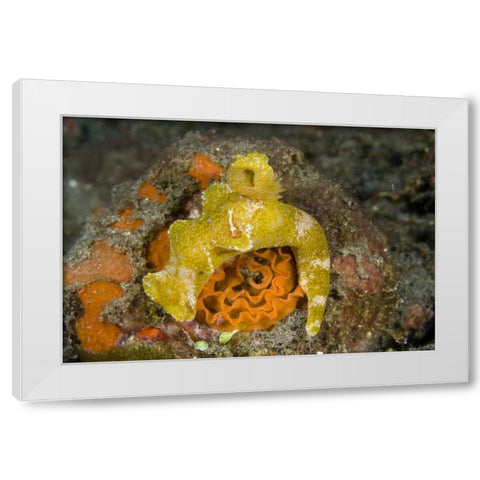 Indonesia A nudibranch with an imperial shrimp White Modern Wood Framed Art Print by Shimlock, Jones