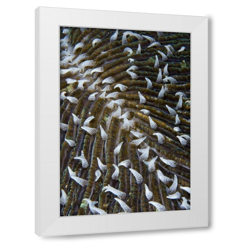Indonesia, Raja Ampat Close-up of mushroom coral White Modern Wood Framed Art Print by Shimlock, Jones