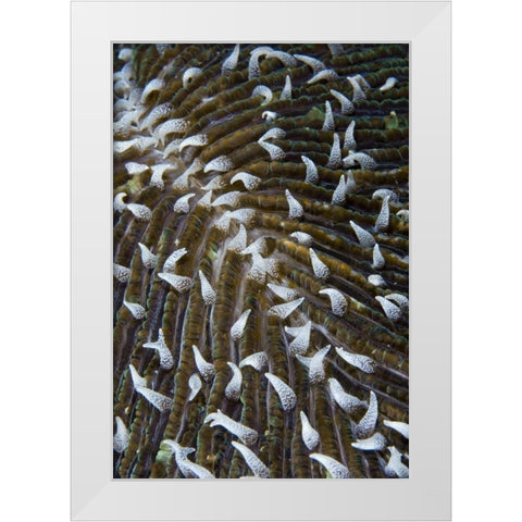 Indonesia, Raja Ampat Close-up of mushroom coral White Modern Wood Framed Art Print by Shimlock, Jones