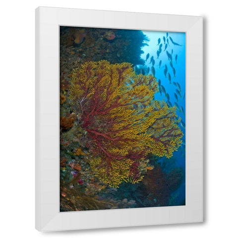 Sea fan or gorgonian coral, Raja Ampat, Indonesia White Modern Wood Framed Art Print by Shimlock, Jones