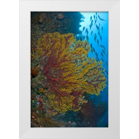 Sea fan or gorgonian coral, Raja Ampat, Indonesia White Modern Wood Framed Art Print by Shimlock, Jones