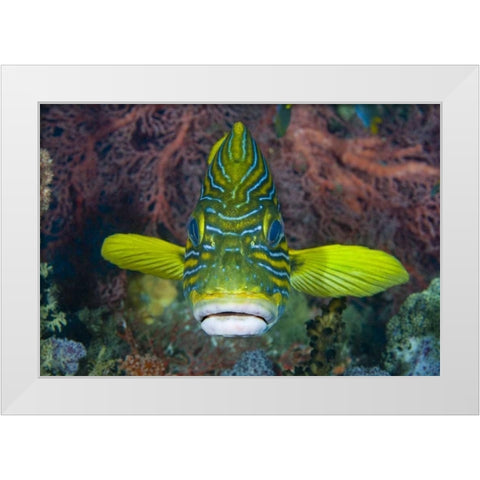 Lined sweetlip fish amid coral, Indonesia White Modern Wood Framed Art Print by Shimlock, Jones