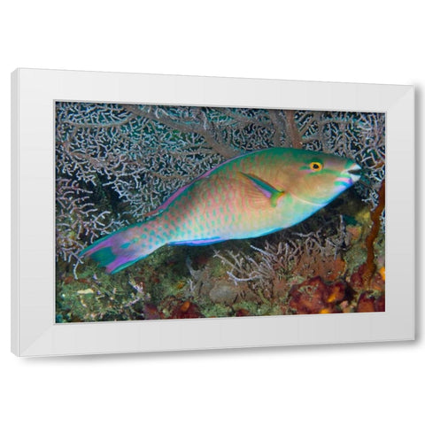 Indonesia, Raja Ampat Chameleon parrotfish White Modern Wood Framed Art Print by Shimlock, Jones